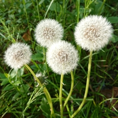 Taraxacum