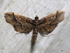 Hydriris