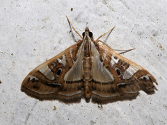 Glyphodes duplicalis