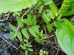 Sanguisorba canadensis