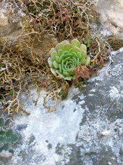 Rosularia