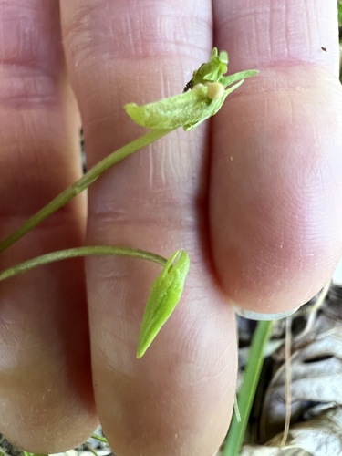 Viola sagittata, photograph 6