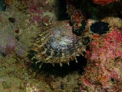 Pinctada margaritifera