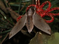 Acosmerycoides harterti