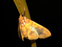 Pachynoa thoosalis