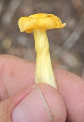 Tabernaemontana donnell-smithii