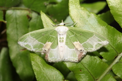 Protuliocnemis partita