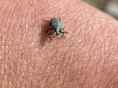 Phyllobius maculicornis