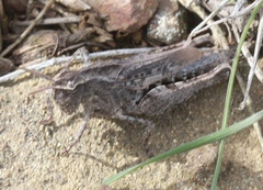 Chimarocephala pacifica