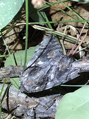 Catocala violenta photo 3