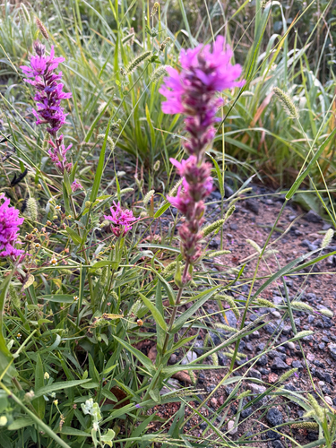 purple loosestrife