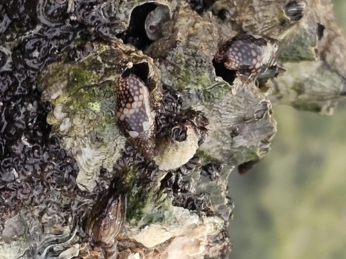 Mitrella guttata observed 2026-08-03