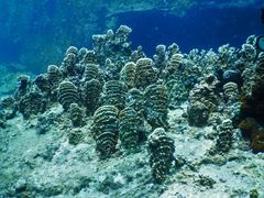 Millepora platyphylla
