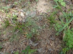 Spermolepis divaricata