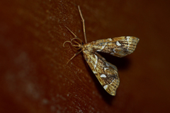 Panotima angularis