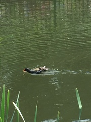 Gallinula chloropus