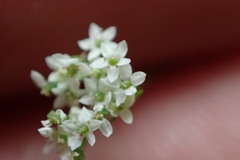 Spermolepis divaricata