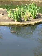 Gallinula chloropus
