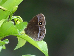 Mycalesis francisca