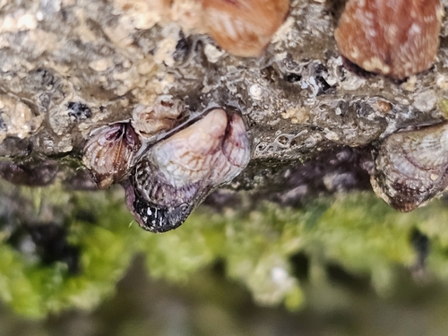 Brachidontes adamsianus, 2026-08-03