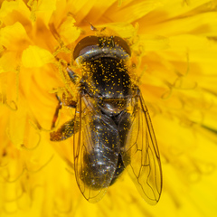 Anasimyia bilinearis