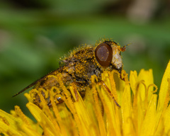 Anasimyia bilinearis