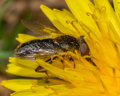 Anasimyia bilinearis