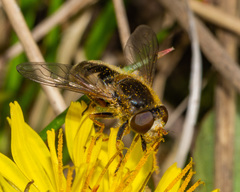 Anasimyia bilinearis