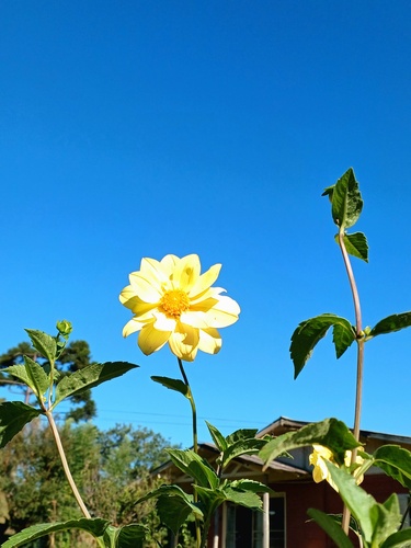 Dahlia pinnata