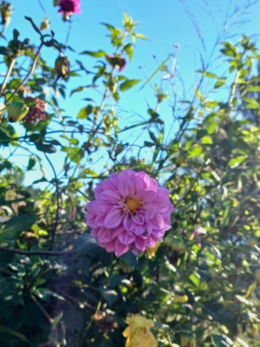 Dahlia pinnata