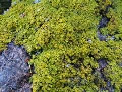 Xanthoria parietina