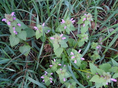 Lamium purpureum