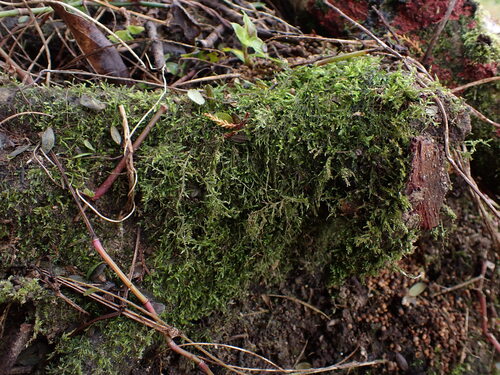 Camptochaete angustata observed 2026-06-23
