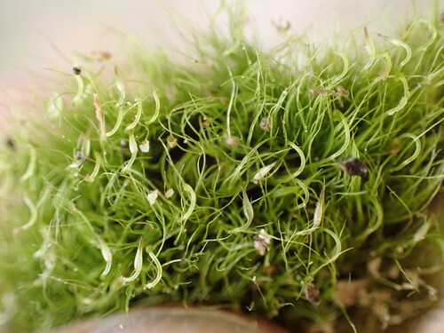 Campylopodium capillaceum observed 2026-06-23