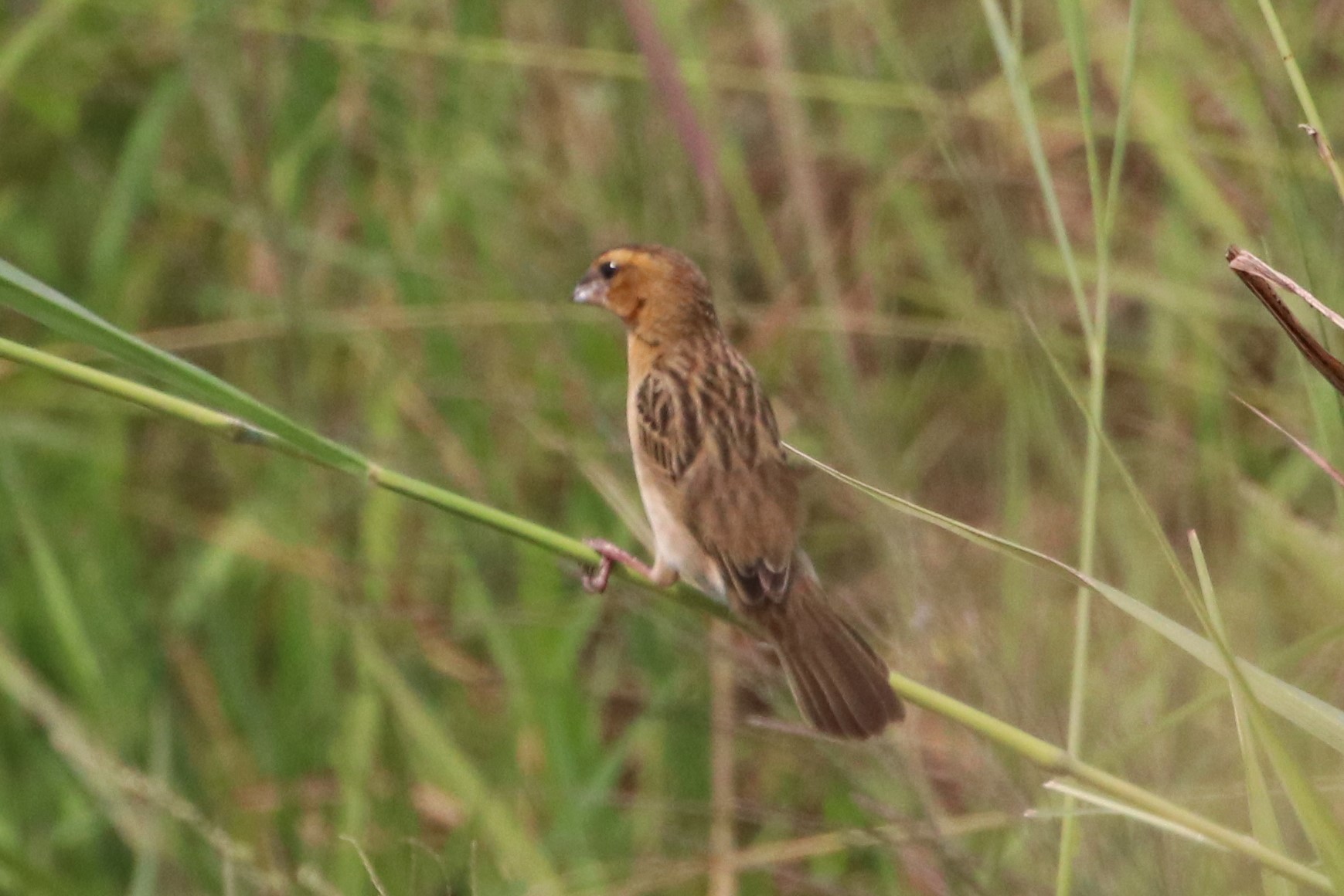 Asian Golden Weaver
