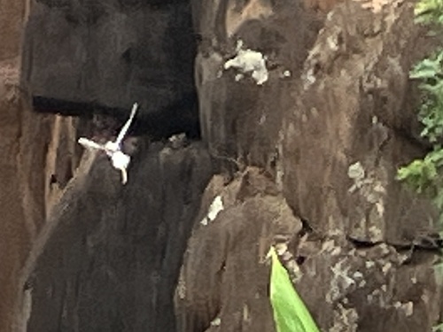 Phaethon lepturus observed 2026-08-07
