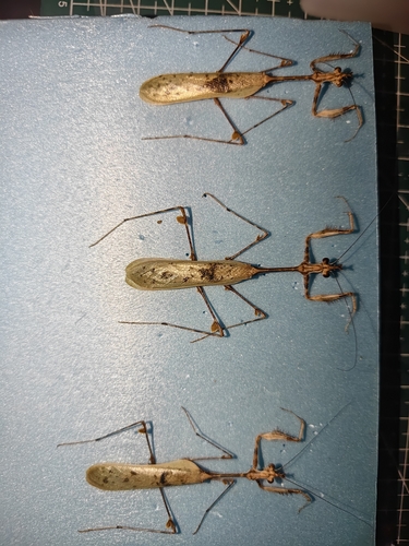 Cryptic Mantis