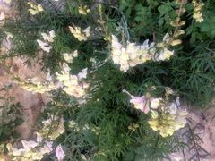 Antirrhinum siculum