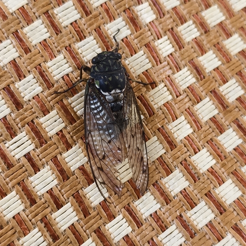 Robust Cicada