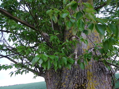 Populus maximowiczii × populus trichocarpa