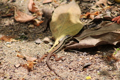 Ameiva atrigularis