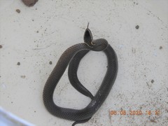 Cacophis squamulosus