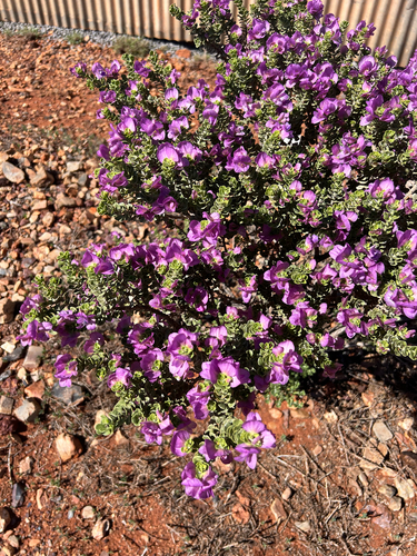 wedge-leaf desert fuchsia