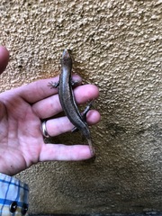 Marisora unimarginata