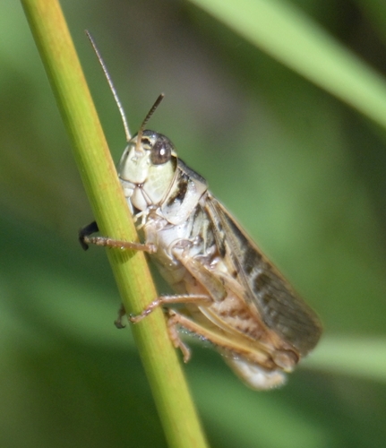 Clear-winged Grasshopper