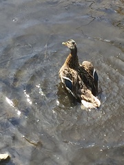 Anas platyrhynchos