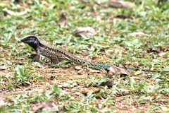 Ameiva atrigularis