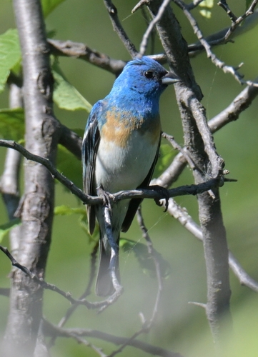 Lazuli Bunting