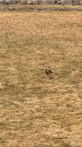 Andean Lapwing (Vanellus resplendens), photo 9