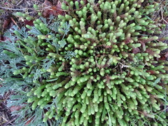 Sedum acre